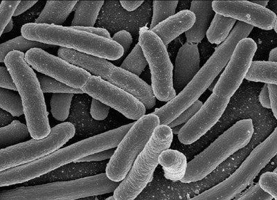 Lactobacillus acidophilus