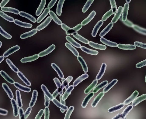 Lactobacillus rhamnosus
