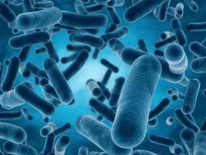 Lactobacillus reuteri