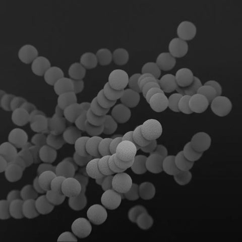 Streptococcus thermophilus