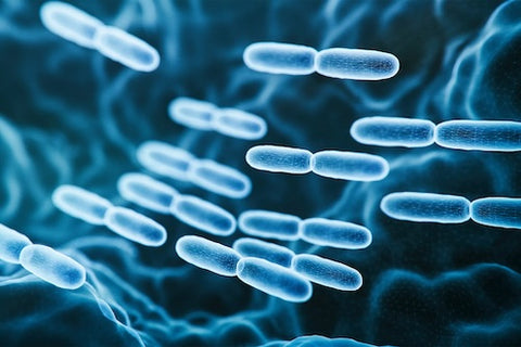 Lactobacillus delbrueckii subsp. bulgaricus