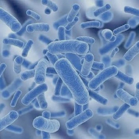 Lactobacillus casei