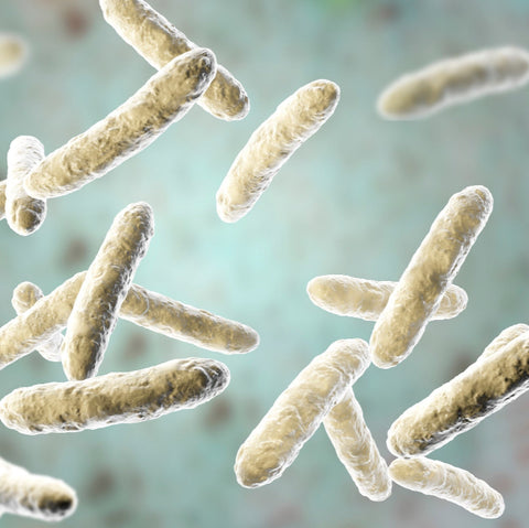 Lactobacillus plantarum